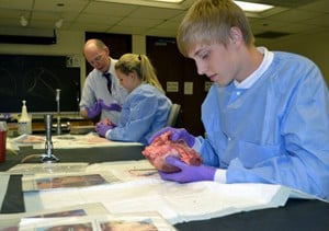Parker Davidson of Catholic High School examines a pig’s heart while UAMS’ David Davies, Ph.D., assists Abby Rinchuso.