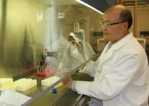 Zhao works in a lab in the Center for Osteoporosis and Metabolic Bone Diseases at UAMS.