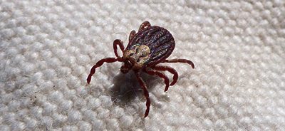 tick