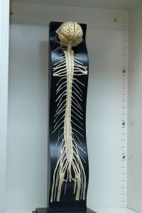 This cadaver shows the brain, spinal cord and nerves that make up the central nervous system.