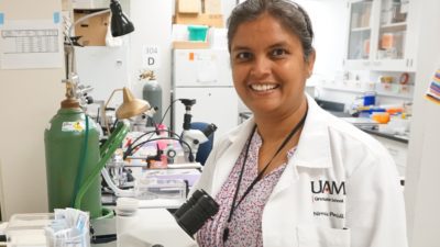 UAMS' Nirmala Parajuli, Ph.D., is studying a novel way to improve long-term kidney transplant survival.