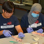 High school students practice suture techniques during a MASH camp at the UAMS Northwest Regional Campus in Fayetteville.