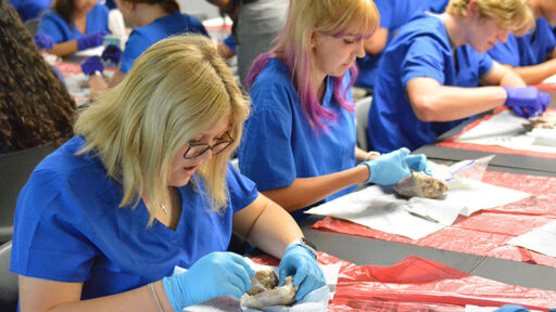 Students practicing dissecting on pig hearts