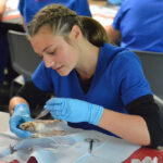 A student practicing dissecting on a pig heart