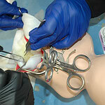 up-close photo of 2 pairs of gloved hands using instruments to perform a procedure on a pediatric synthetic cadaver.