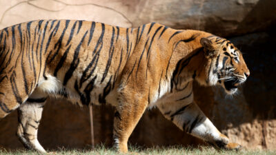 a picture of a tiger in the Little Rock zoo.