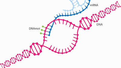 Scientific illustration of a Micro RNA