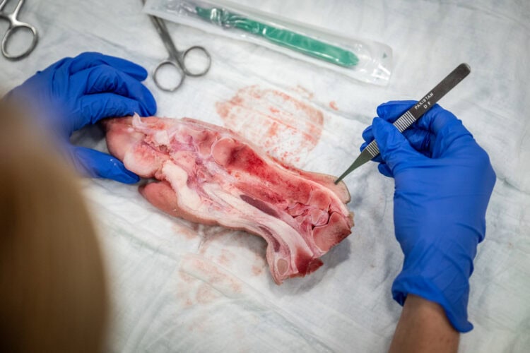 pig foot